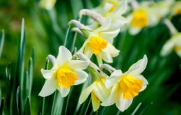 narcisy
