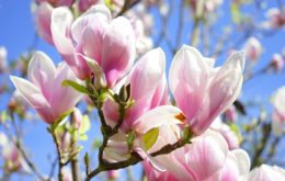 magnolie
