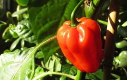 paprika