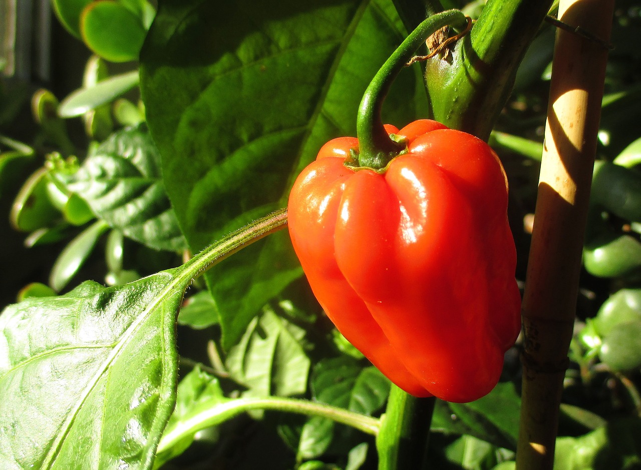 paprika