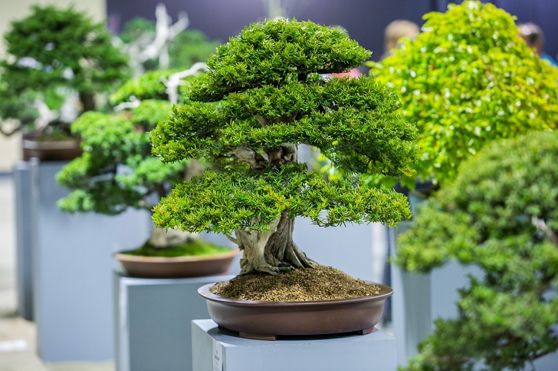 bonsai